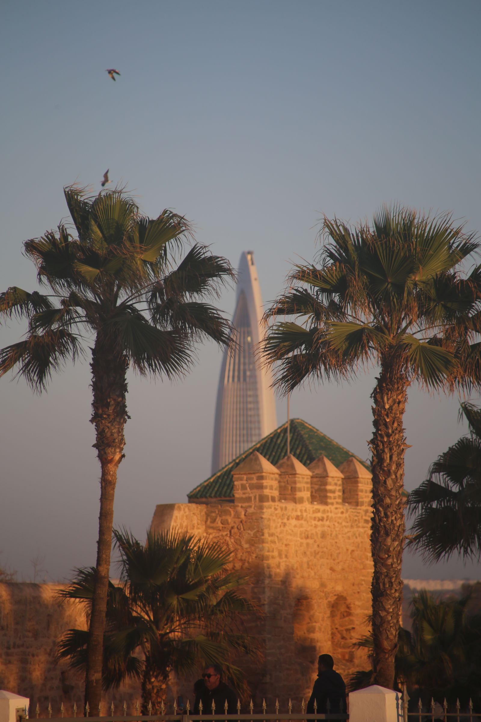برج حديث ونخيل في الرياض